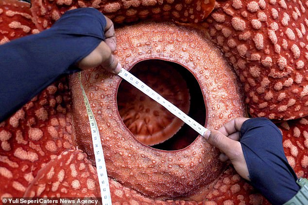 Rafflesia tuan-mudae has large petals and blossomed in the Indonesian rainforest before dying after just a week. Pictured, a researcher measures its centre