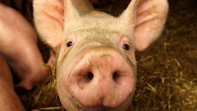 the head of a pig in french mousque