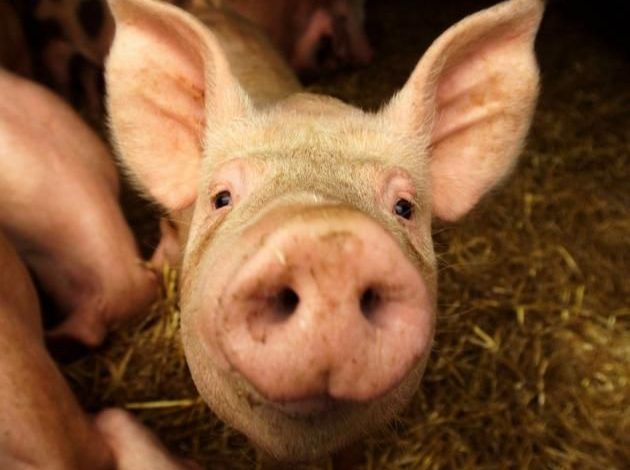 the head of a pig in french mousque