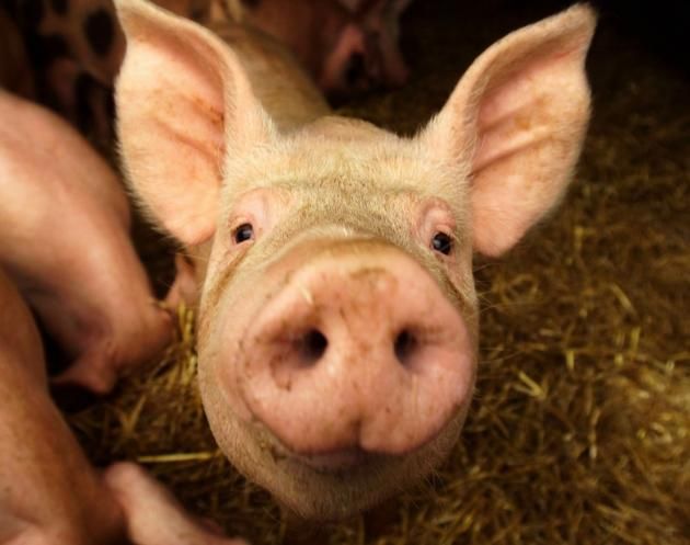 the head of a pig in french mousque